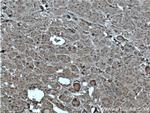 ACTH Antibody in Immunohistochemistry (Paraffin) (IHC (P))