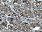 ACTH Antibody in Immunohistochemistry (Paraffin) (IHC (P))