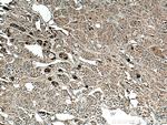 ACTH Antibody in Immunohistochemistry (Paraffin) (IHC (P))