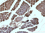 ACTH Antibody in Immunohistochemistry (Paraffin) (IHC (P))