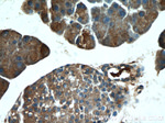 ACTH Antibody in Immunohistochemistry (Paraffin) (IHC (P))