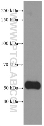 NONO Antibody in Western Blot (WB)