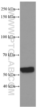 NONO Antibody in Western Blot (WB)