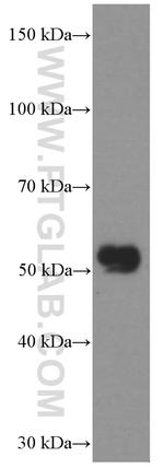 CHRNA5 Antibody in Western Blot (WB)