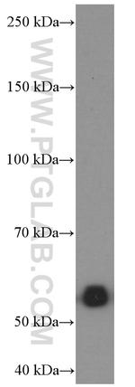 SKAP2 Antibody in Western Blot (WB)