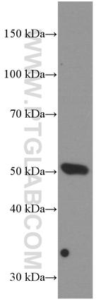 BMP5 Antibody in Western Blot (WB)