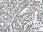 PGRMC1 Antibody in Immunohistochemistry (Paraffin) (IHC (P))