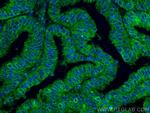 PGRMC1 Antibody in Immunohistochemistry (PFA fixed) (IHC (PFA))