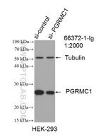 PGRMC1 Antibody in Western Blot (WB)