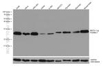 PGRMC1 Antibody in Western Blot (WB)