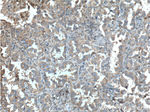 PGRMC1 Antibody in Immunohistochemistry (Paraffin) (IHC (P))