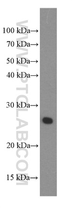 PGRMC1 Antibody in Western Blot (WB)