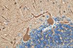 TUBB3 Antibody in Immunohistochemistry (Paraffin) (IHC (P))