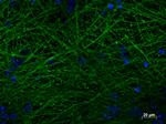 TUBB3 Antibody in Immunocytochemistry (ICC/IF)