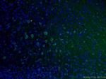 TUBB3 Antibody in Immunohistochemistry (PFA fixed) (IHC (PFA))