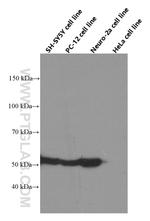 TUBB3 Antibody in Western Blot (WB)