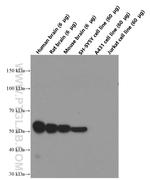 TUBB3 Antibody in Western Blot (WB)