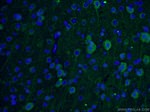 TUBB3 Antibody in Immunohistochemistry (PFA fixed) (IHC (PFA))