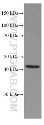 TCN2 Antibody in Western Blot (WB)