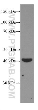 TCN2 Antibody in Western Blot (WB)