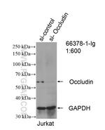 Occludin Antibody in Western Blot (WB)