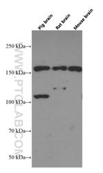 TrkC Antibody in Western Blot (WB)