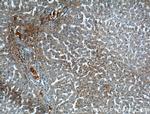 OGN Antibody in Immunohistochemistry (Paraffin) (IHC (P))