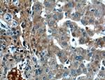 OGN Antibody in Immunohistochemistry (Paraffin) (IHC (P))