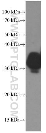 OGN Antibody in Western Blot (WB)