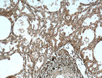 OGN Antibody in Immunohistochemistry (Paraffin) (IHC (P))