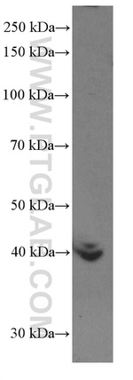 BMP2 Antibody in Western Blot (WB)