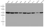 NAMPT/PBEF Antibody in Western Blot (WB)