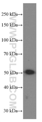 NAMPT/PBEF Antibody in Western Blot (WB)