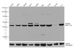 GSDMD Antibody in Western Blot (WB)