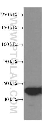 GSDMD Antibody in Western Blot (WB)