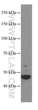 GSDMD Antibody in Western Blot (WB)