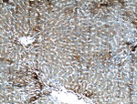 VDAC2 Antibody in Immunohistochemistry (Paraffin) (IHC (P))