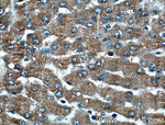 VDAC2 Antibody in Immunohistochemistry (Paraffin) (IHC (P))