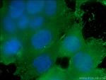 FKBPL Antibody in Immunocytochemistry (ICC/IF)