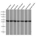 FKBPL Antibody in Western Blot (WB)