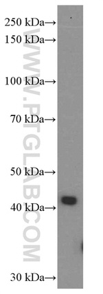 FKBPL Antibody in Western Blot (WB)