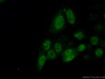 Cyclin A2 Antibody in Immunocytochemistry (ICC/IF)