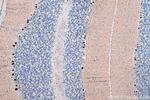 Calbindin-D28k Antibody in Immunohistochemistry (Paraffin) (IHC (P))