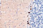 Calbindin-D28k Antibody in Immunohistochemistry (Paraffin) (IHC (P))