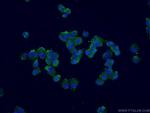 Calbindin-D28k Antibody in Immunocytochemistry (ICC/IF)