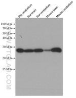 Calbindin-D28k Antibody in Western Blot (WB)