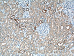 Calbindin-D28k Antibody in Immunohistochemistry (Paraffin) (IHC (P))