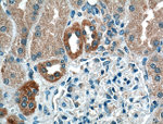 Calbindin-D28k Antibody in Immunohistochemistry (Paraffin) (IHC (P))