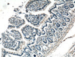 Calbindin-D28k Antibody in Immunohistochemistry (Paraffin) (IHC (P))