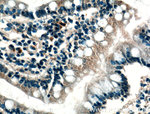 Calbindin-D28k Antibody in Immunohistochemistry (Paraffin) (IHC (P))